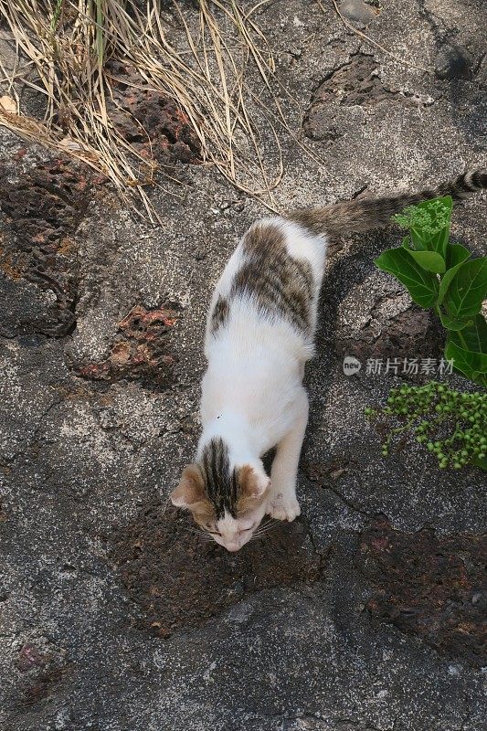 好奇的白色Goan bar猫/小猫在探索岩石，Palolem海滩，印度果阿